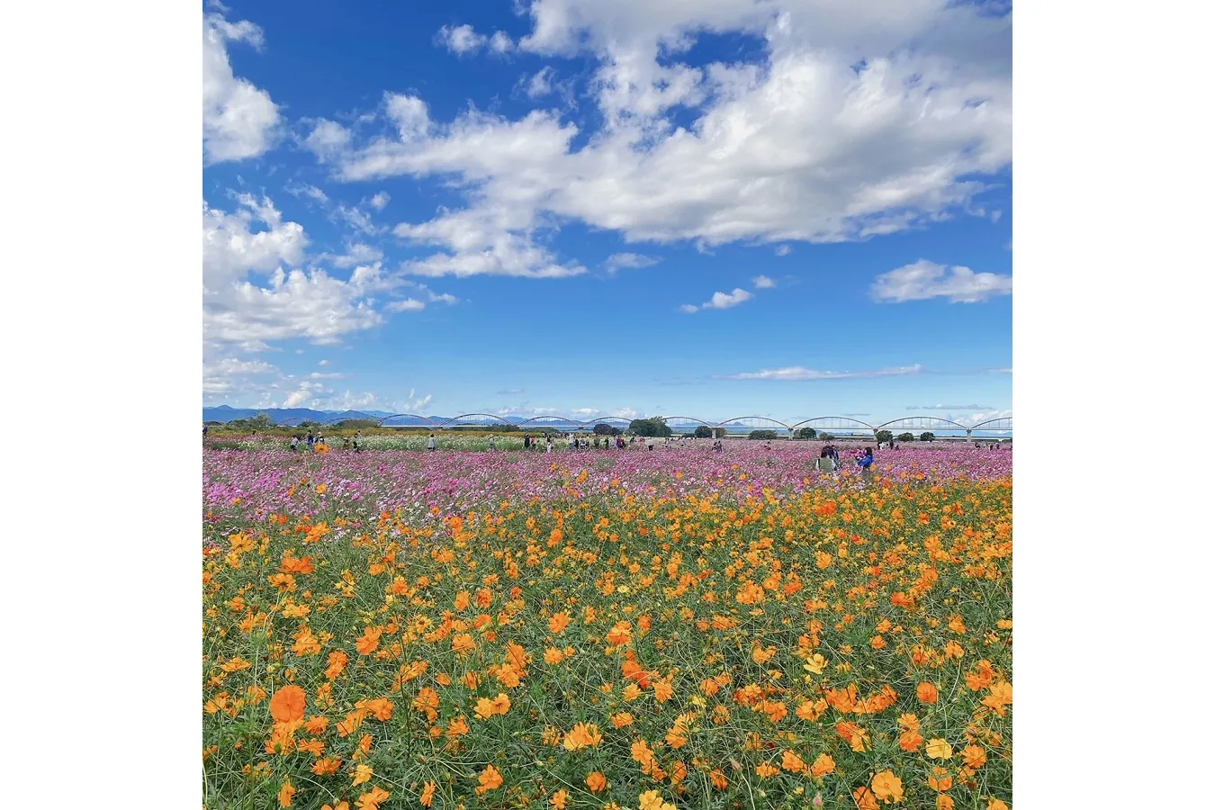 吹上コスモス畑(荒川河川敷)_5