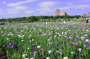 小岩菖蒲園