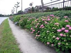 越谷・葛西親水緑道