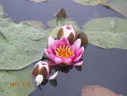 舎人公園_2