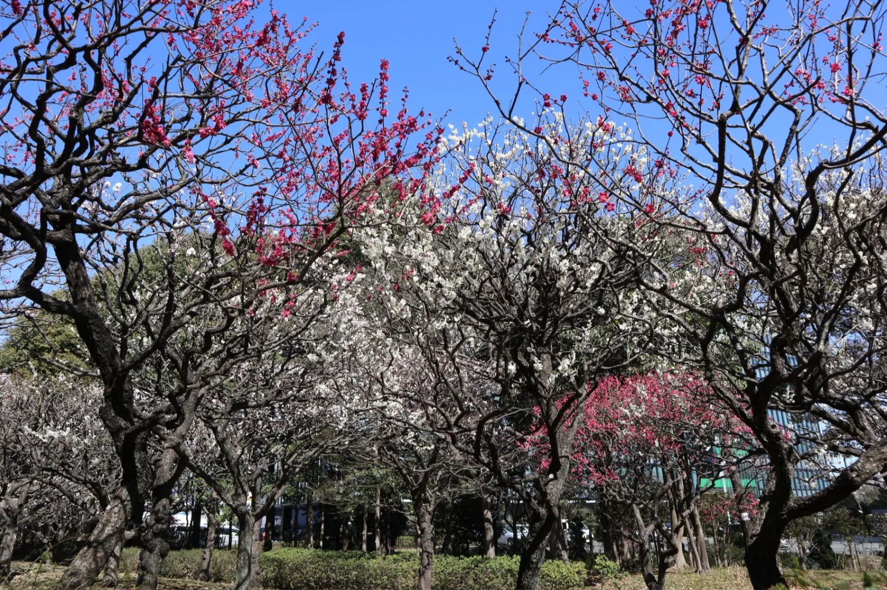 平和の森公園_8