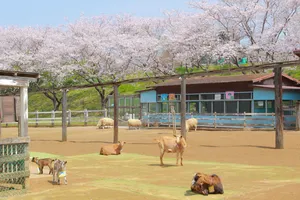 成田ゆめ牧場