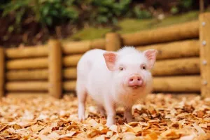 pignic farm＆cafe