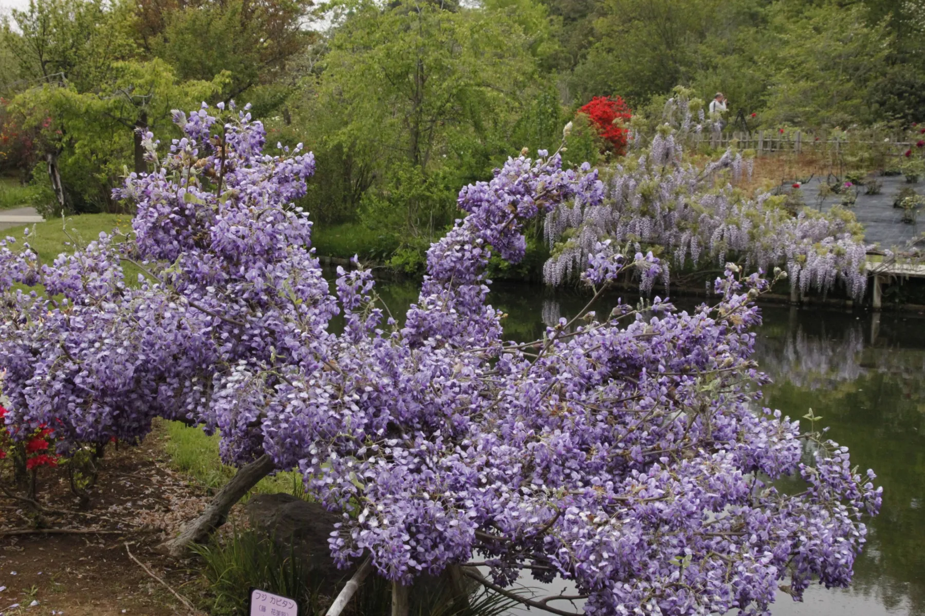 清水公園_8