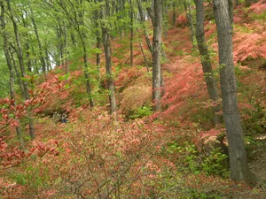 美の山公園