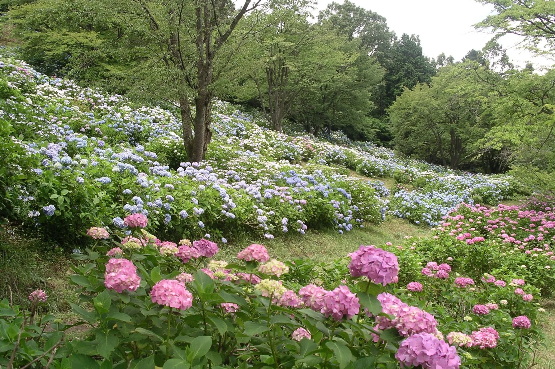 美の山公園_7