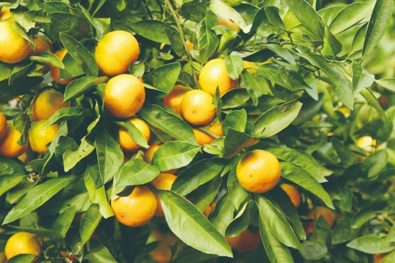 わかやま紀州館_5