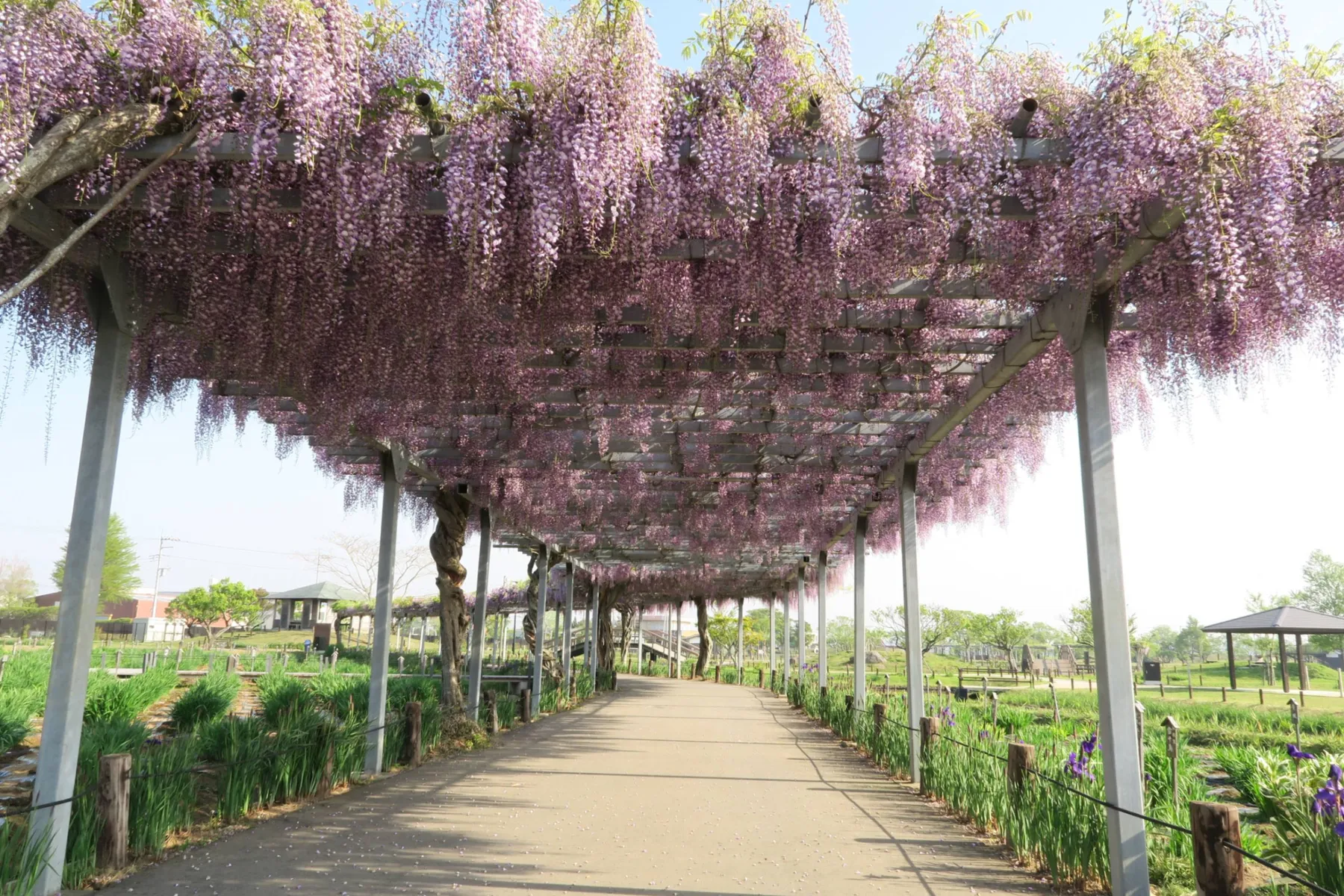 水郷佐原あやめパーク（旧：水郷佐原水生植物園）_8