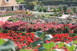 習志野市　谷津バラ園