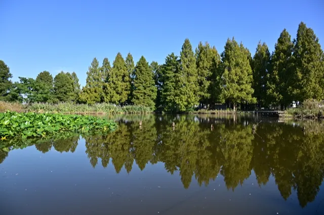 ▲水生植物園（画像提供：羽生水郷公園 ）