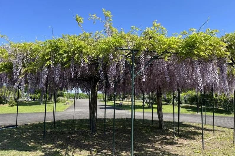 ▲藤（画像提供：羽生水郷公園 ）