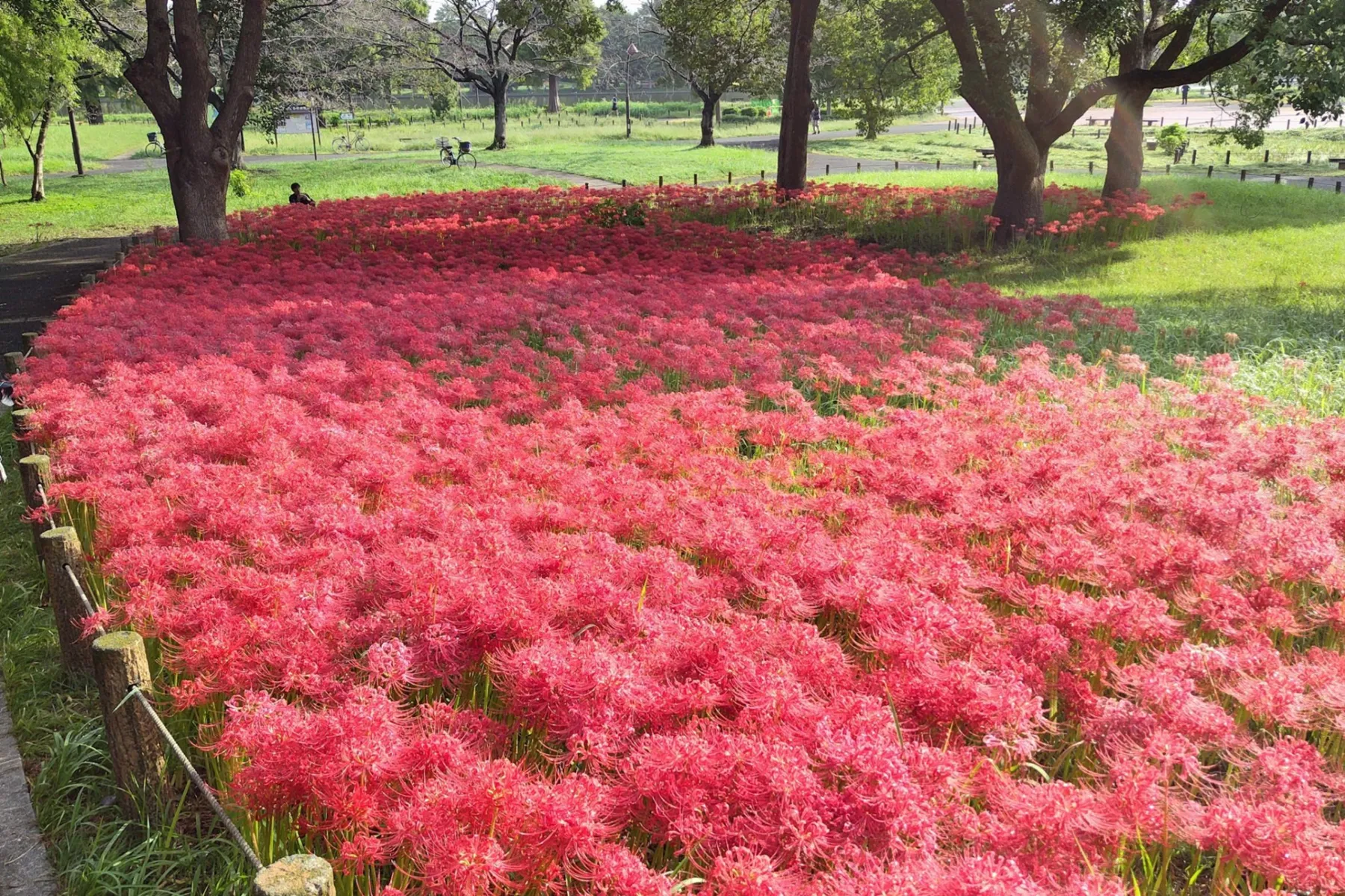 水元公園_10