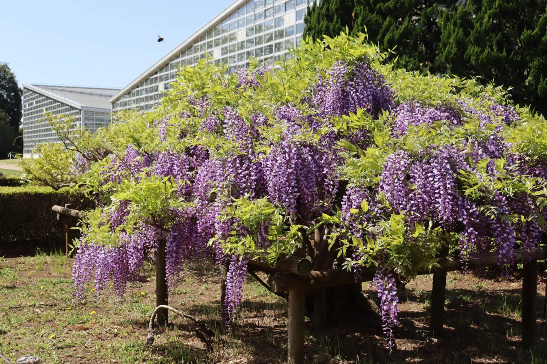神代植物公園_12