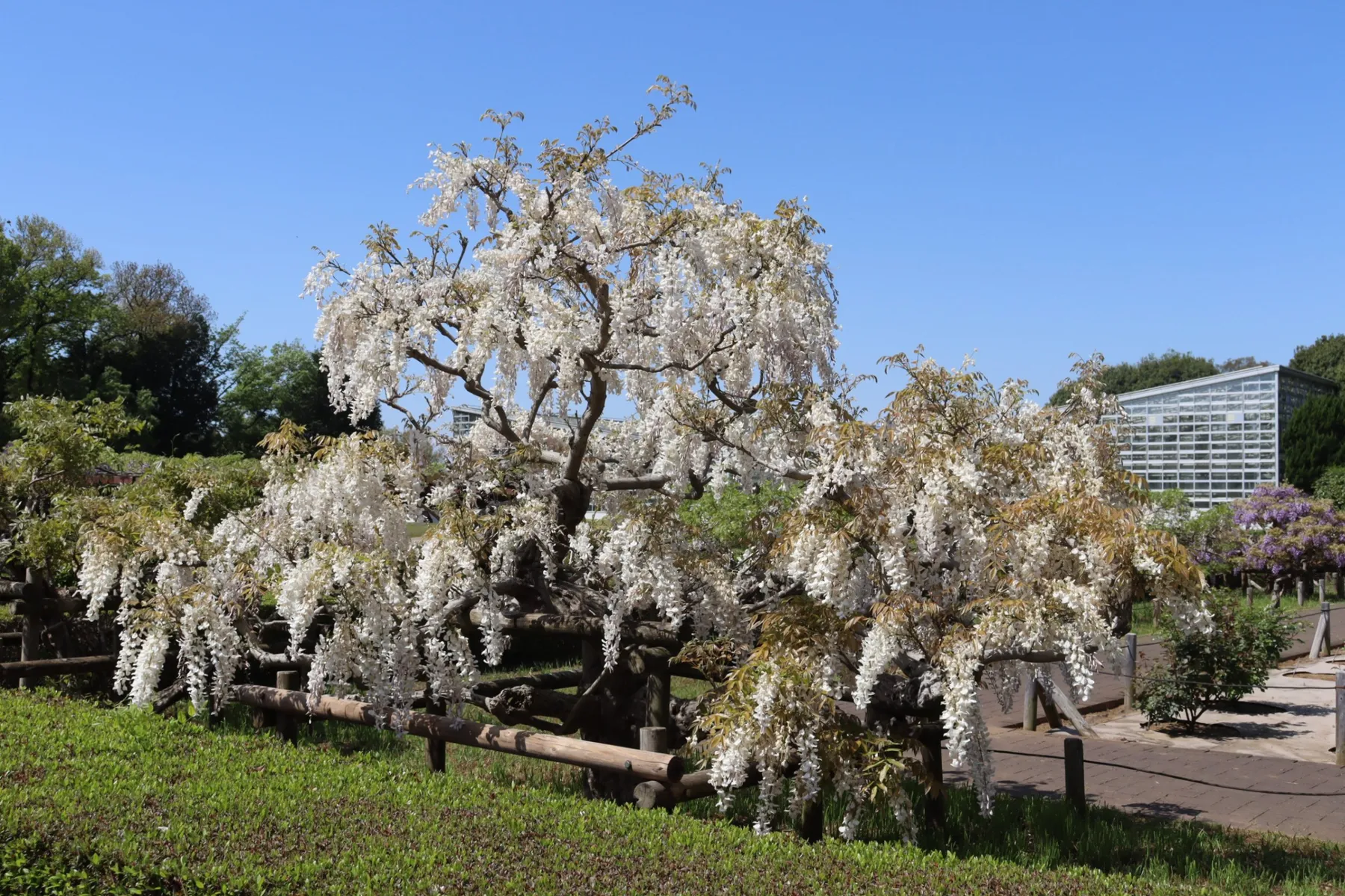 神代植物公園_13