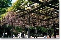 拝島公園_1