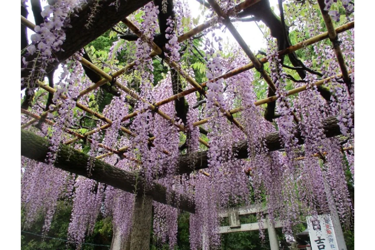 拝島公園_4