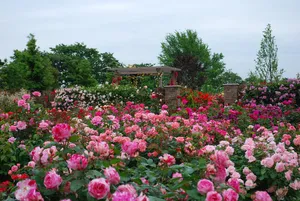 神奈川県立花と緑のふれあいセンター 花菜ガーデン
