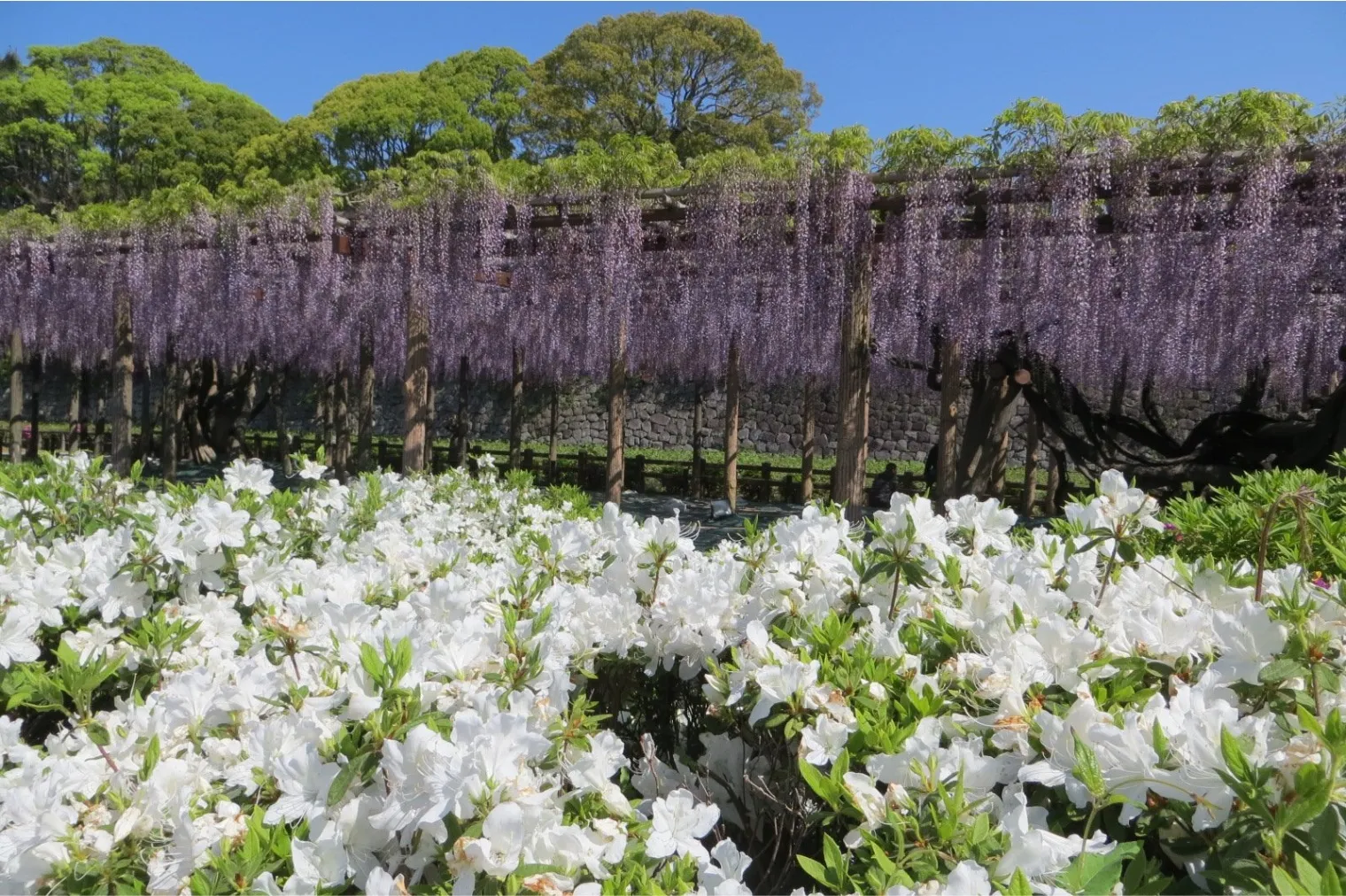 小田原城址公園_3