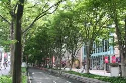 馬場大門のケヤキ並木