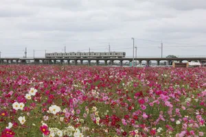 与田浦のコスモス畑