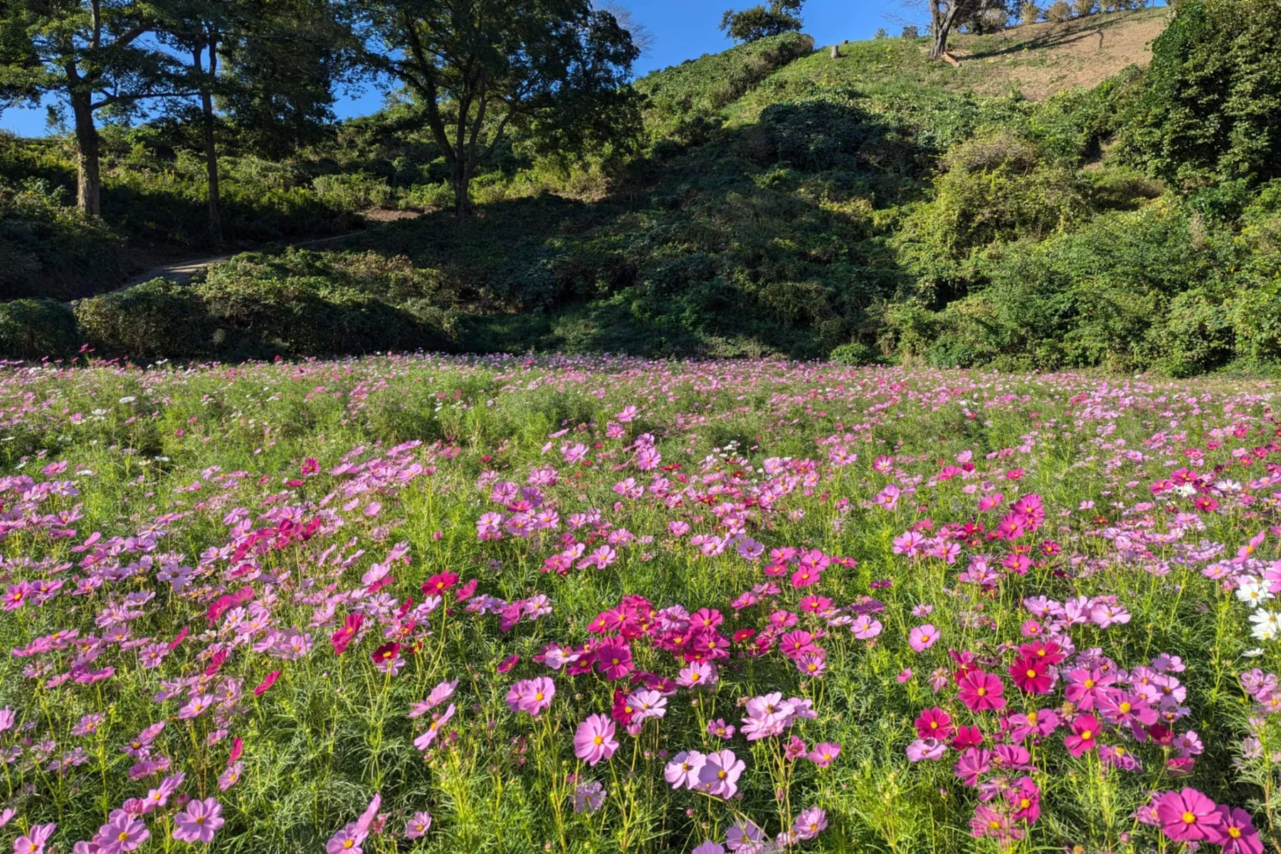 東京ドイツ村_11