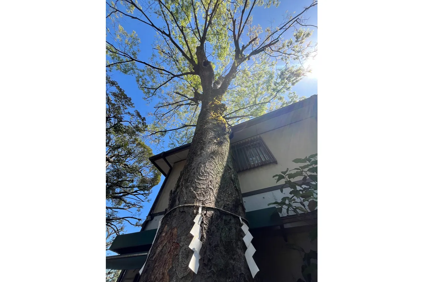 自由が丘　熊野神社_3