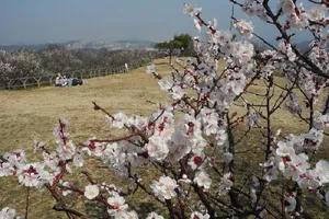 田浦梅の里（田浦梅林）