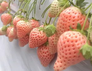 大竹いちご園