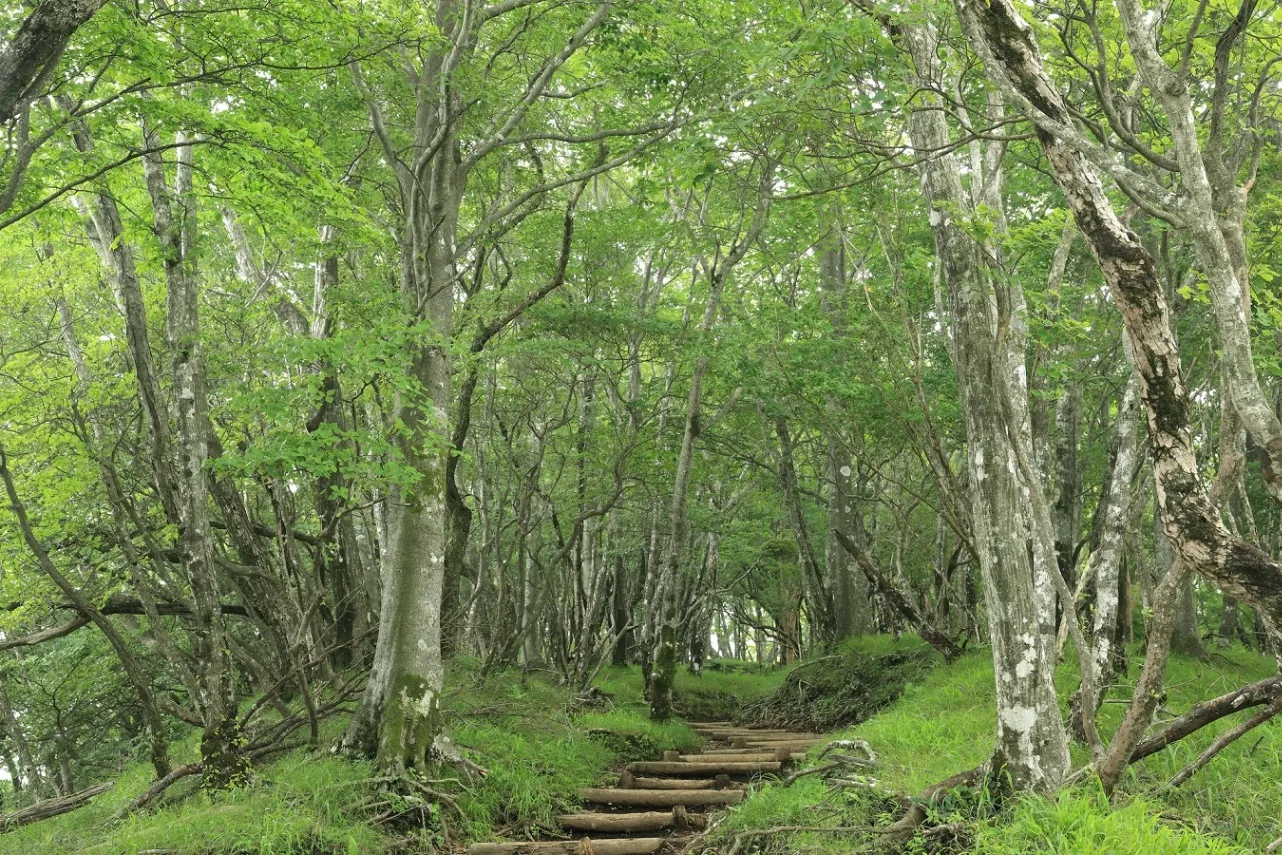 鍋割山_2