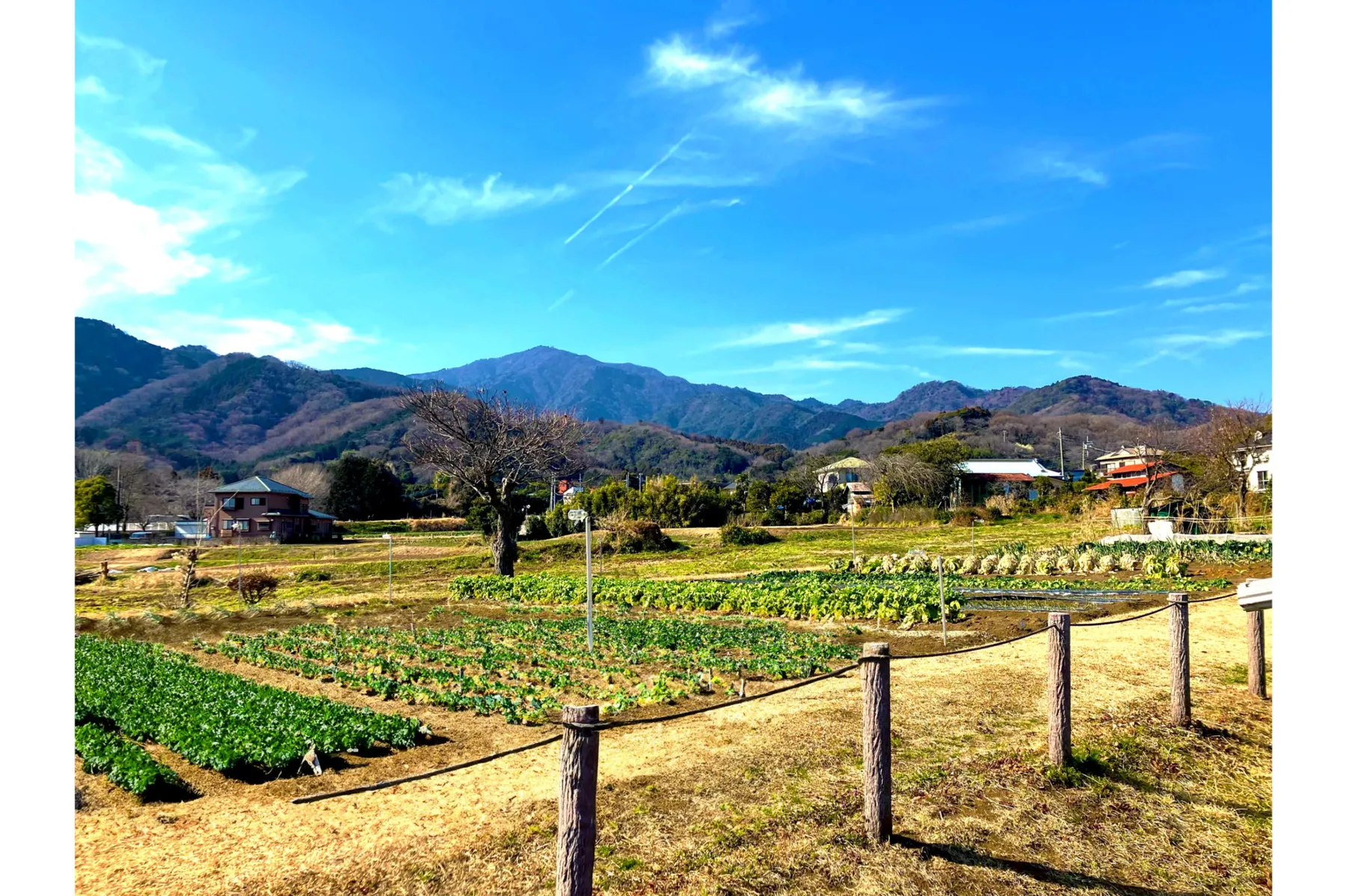 LOCAL BBQ 伊勢原_4