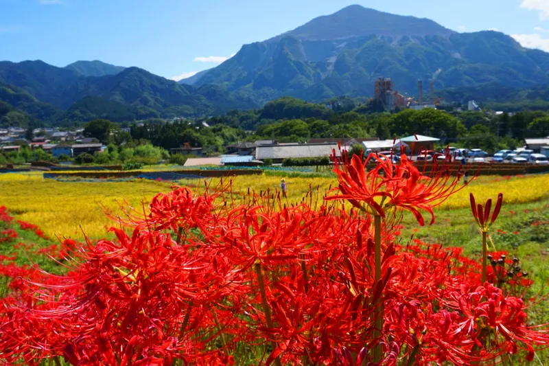 寺坂棚田