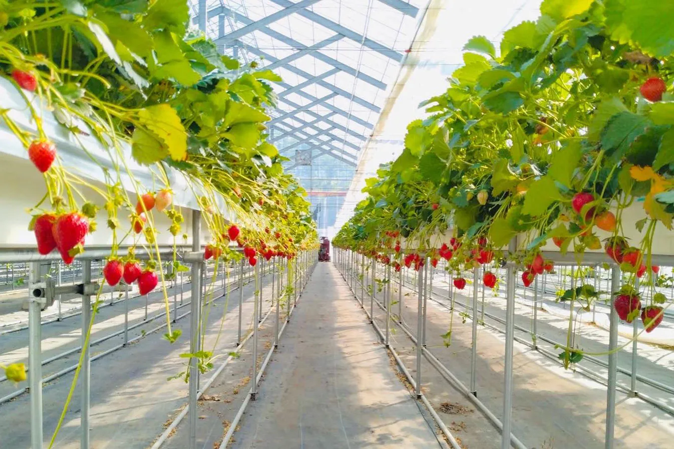 フルーツランド みなかみフルーツランドモギトーレ