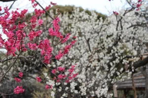 向島百花園