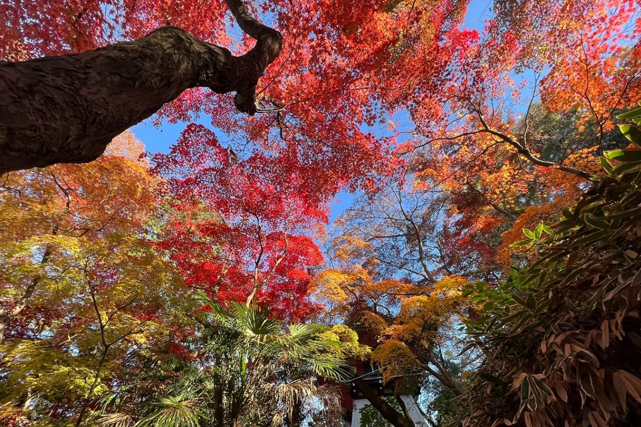 高幡不動尊 金剛寺