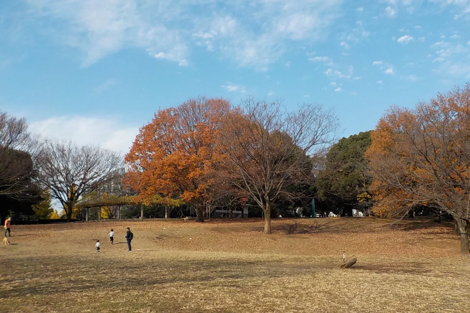 祖師谷公園_3