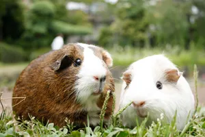 江戸川区自然動物園