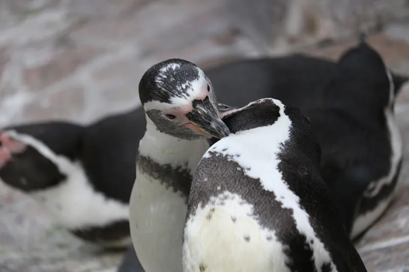 江戸川区自然動物園　フンボルトペンギン