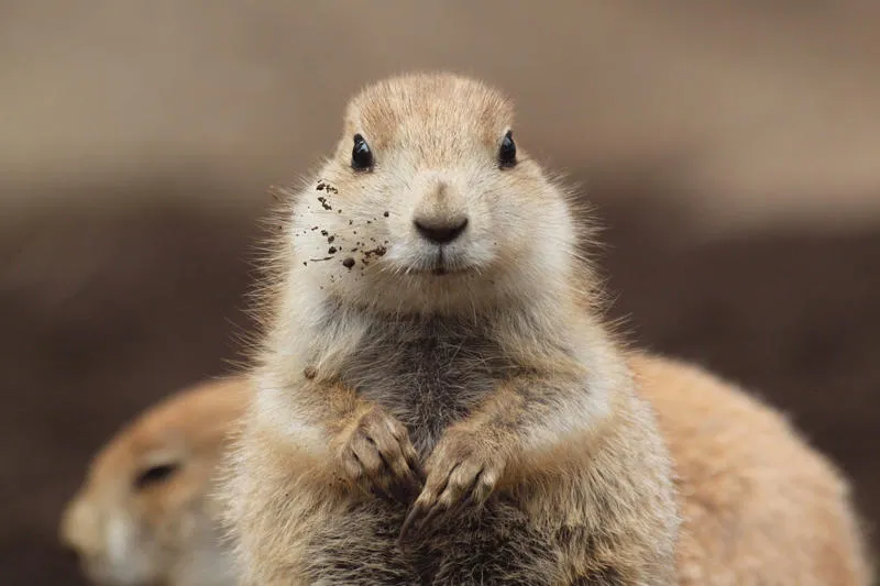 ▲プレーリードッグ