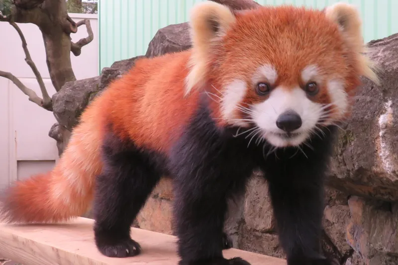 ▲レッサーパンダ