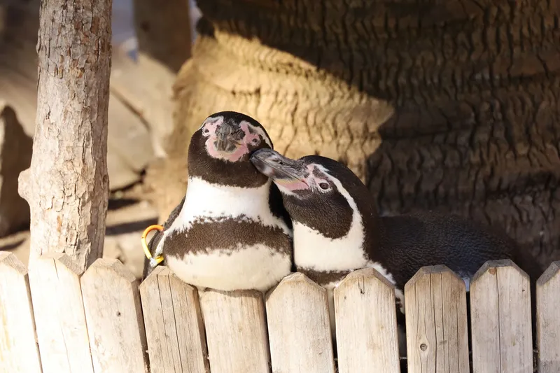 ▲フンボルトペンギン