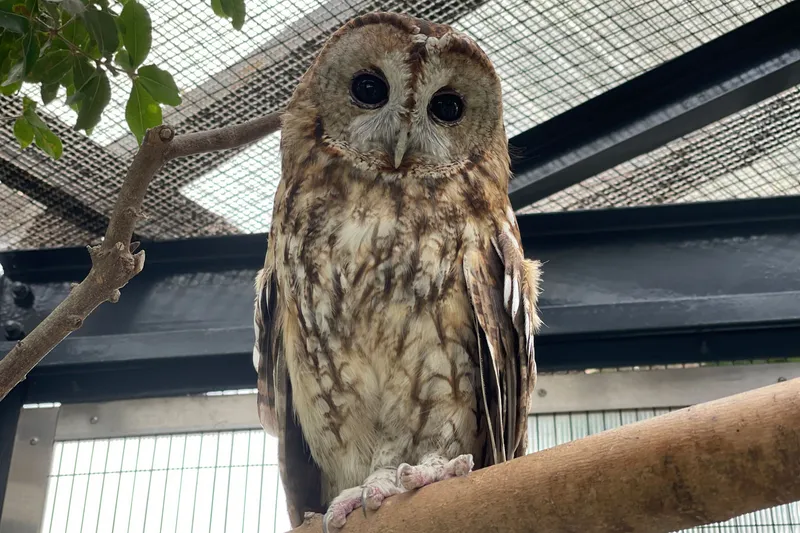 ▲モリフクロウ