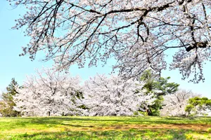 狭山稲荷山公園