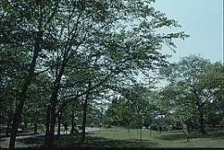 佐倉城址公園内菖蒲田