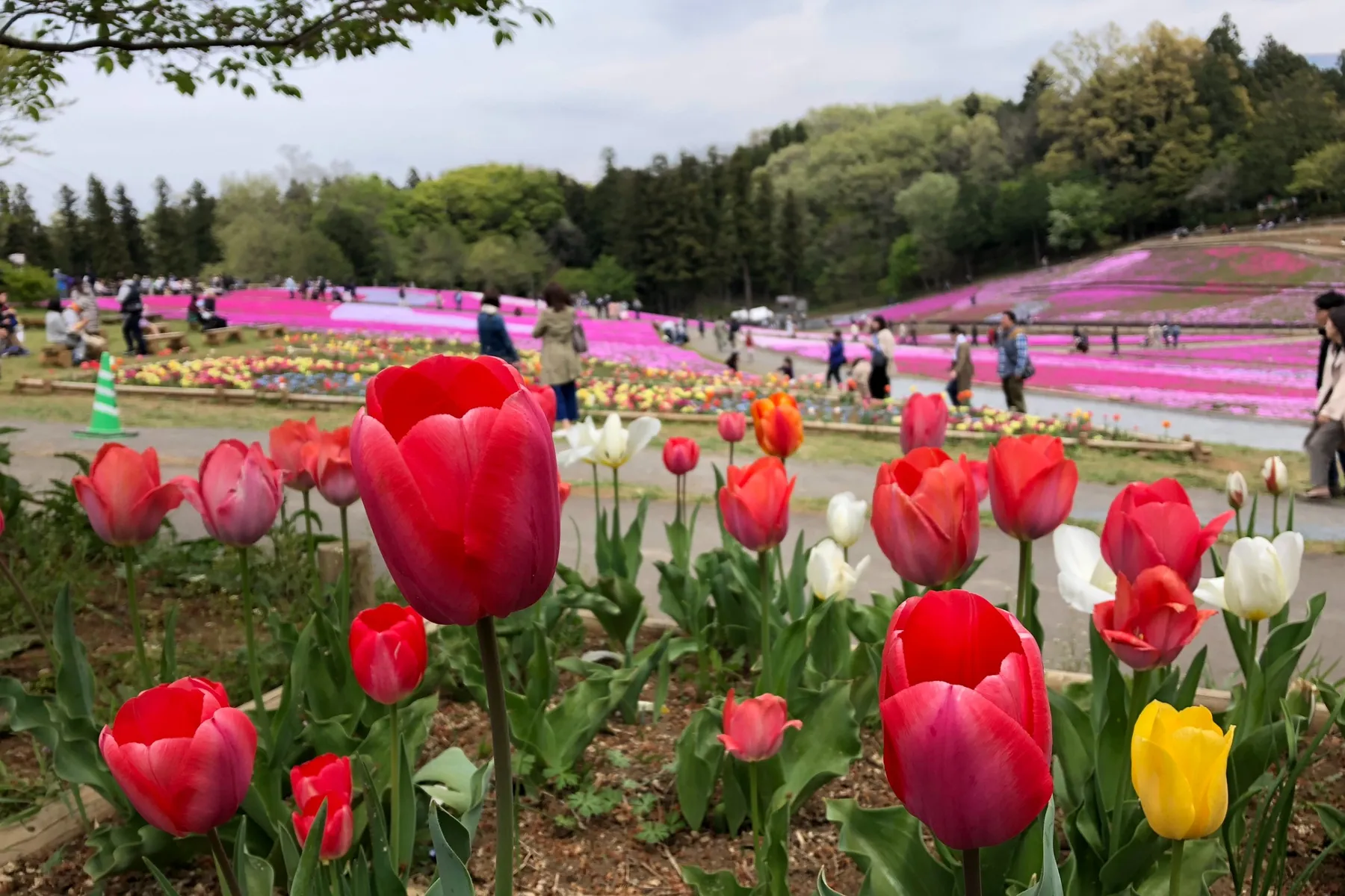 羊山公園_5