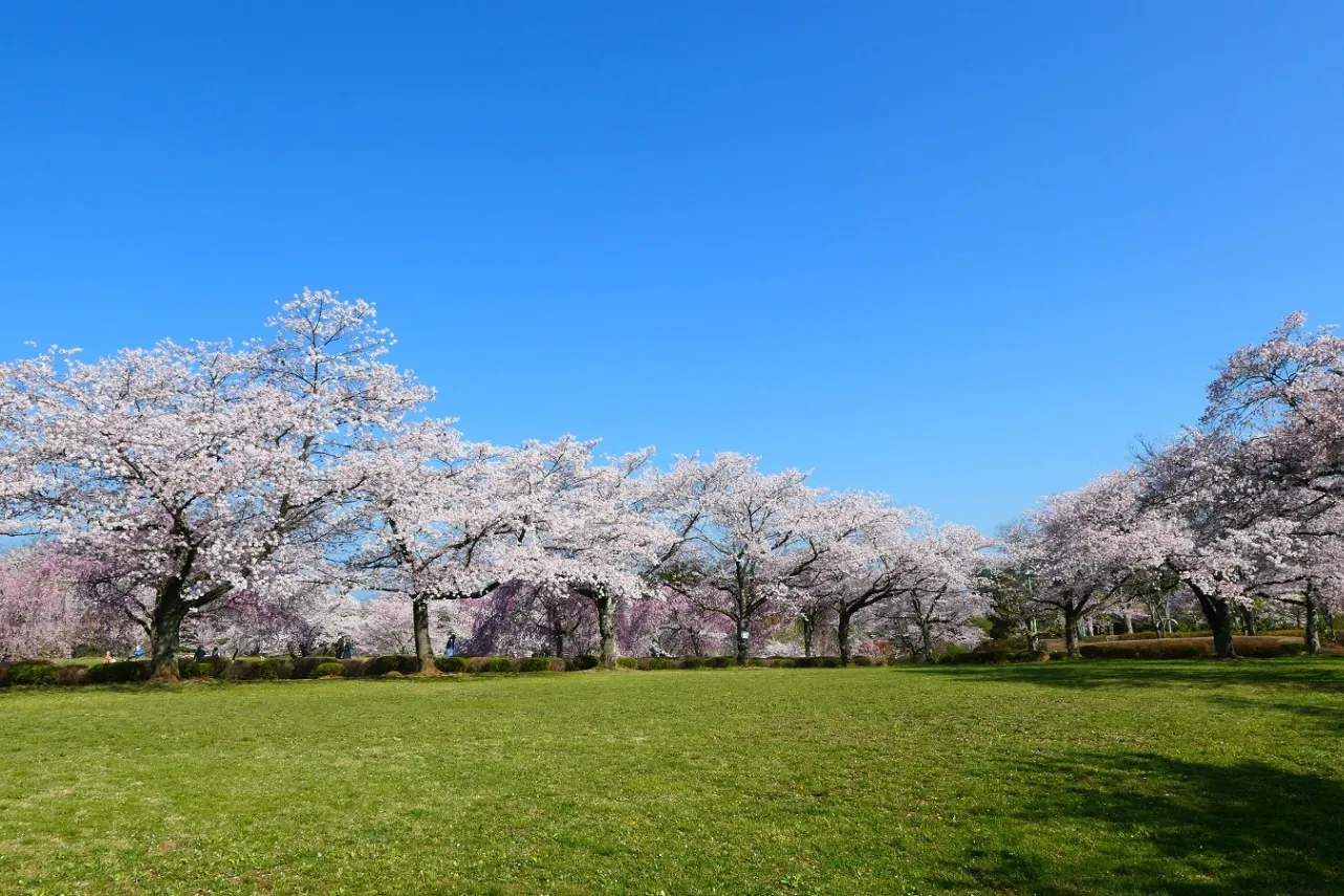 羊山公園_7