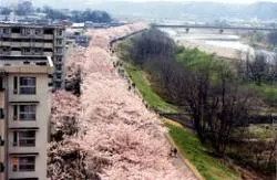 多摩川堤防沿い　永田橋～睦橋間_2