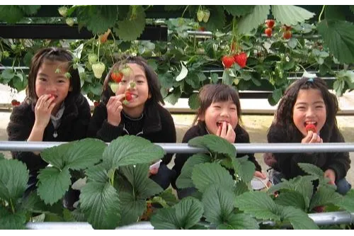 ▲むさしの村＜いちご＞
