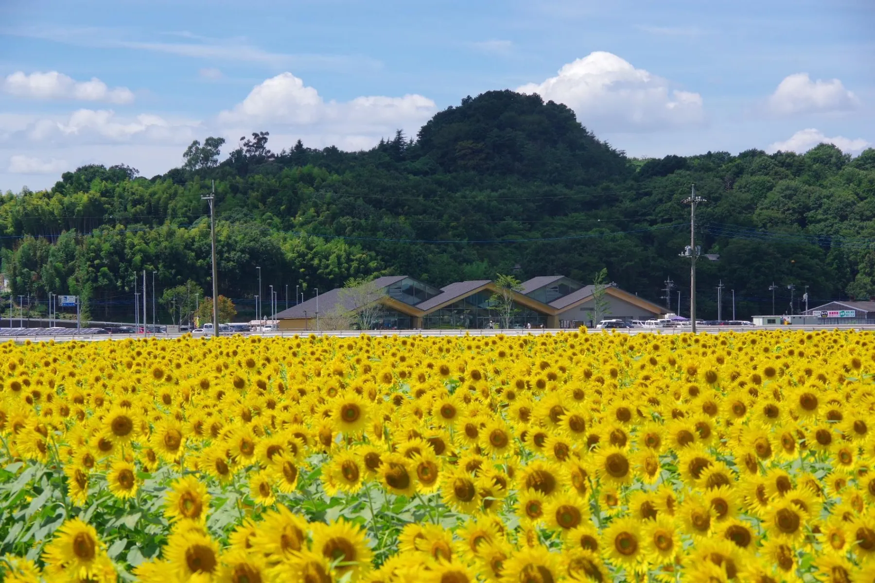 上山地区_6