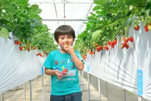 STRAWBERRYFARM陽一郎園