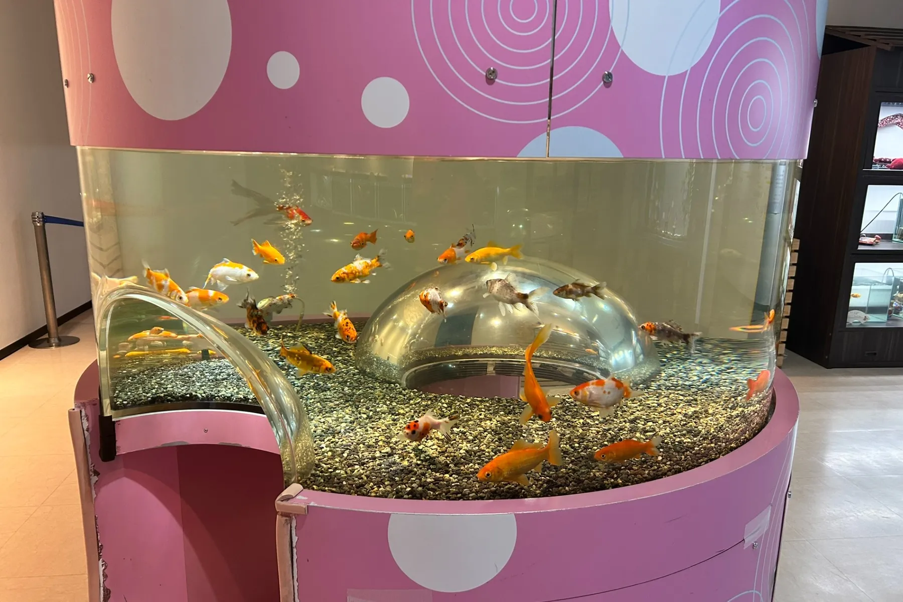さいたま水族館_4